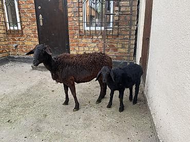 Үй жаныбарлары: Сатам | Ургаачы кой (ургаачы) | Көбөйтүү үчүн | Ургаачы — 5