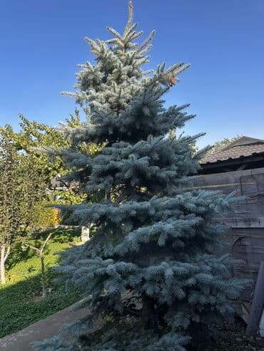 саженцы живой изгороди купить: Көчөттөр дарактардын: Карагайлар, Өзү алып кетүү — 4