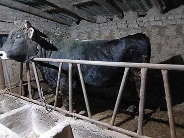 арашан ко: Сатам | Бука (эркек) | Бордоп семиртүү үчүн | Байланган — 6