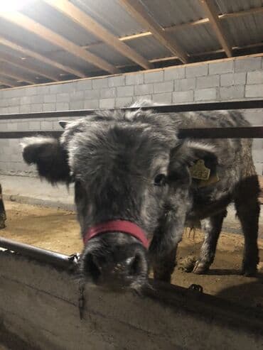 клетка для крысы: Продаю | Бык (самец) | Абердин-ангус | На откорм | Привязанные — 6