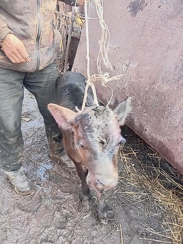 Айыл-чарба жаныбарлары: Сатам | Музоо | Аргын | Жасалма уруктандырылган — 3