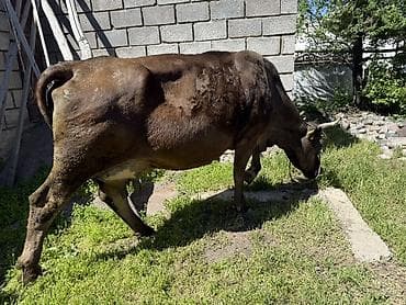 корова с теленкам: Продаю | Корова (самка) | Для молока | Привязанные — 6