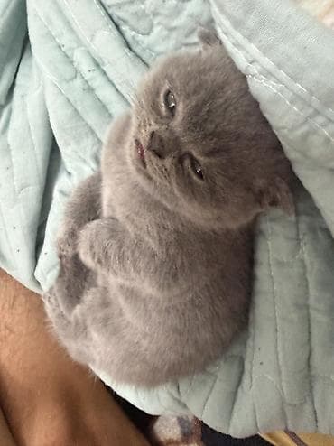 котята скоттиш страйт: Шотландские котята,(страйт и скотиш фолд) окрас голубой (blue) — 9