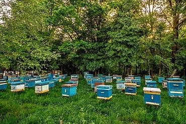 медь цена бишкек: Продается натуральный Токтогульский мёд. Цена за литр - 600сом — 2