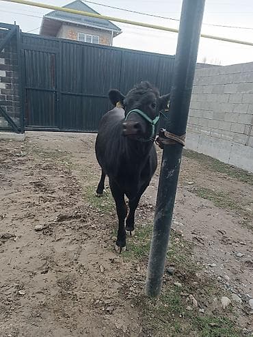 кой аштоо: Продаю | Тёлка | Ангус | Для разведения | Привязанные — 4