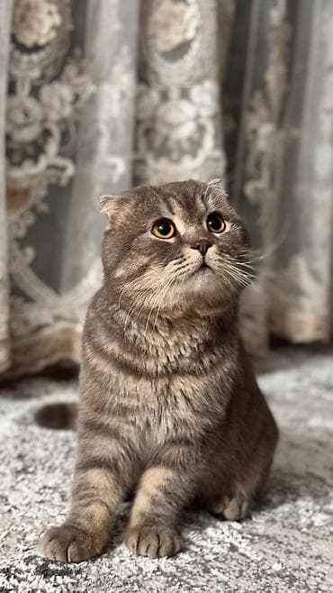 Продажа кошек: Шотландская вислоухая кошка (Scottish Fold) - Окрас: дымчато-серый — 1