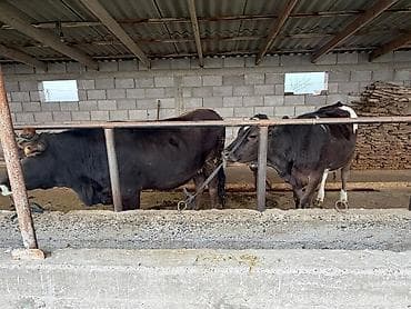 Үй жаныбарлары: Сатам | Кунаажын | Сүт алуу үчүн | Байланган — 3