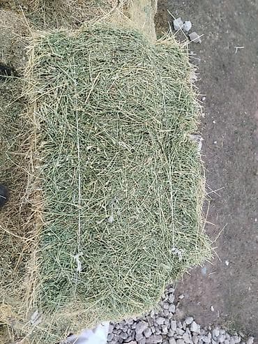 сенаж кант: Сено клевер в тюках, 2-й укос. Подходит для КРС, лошадей, коз и овец — 1