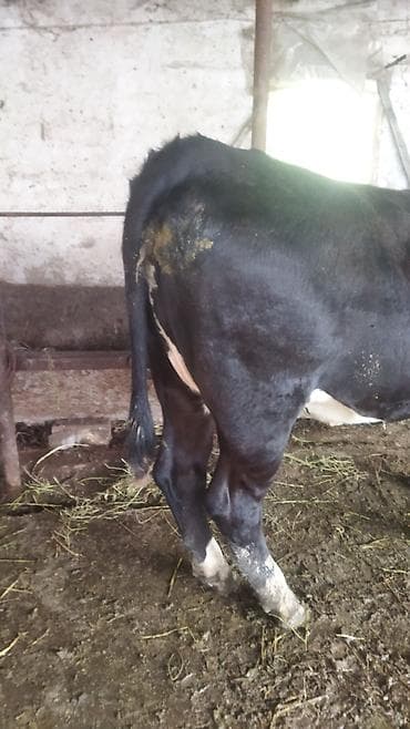 обезьяна живой: Продаю | Тёлка | На откорм | Не стельные — 6