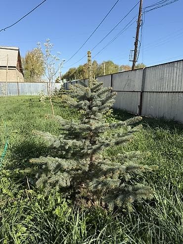 светильники уличного освещения: Ель голубая 5шт Ель зеленая 4шт Сосна 1шт - Примерная высота около — 2