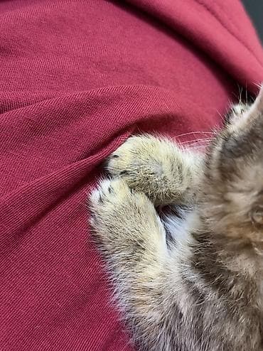 Отдам даром кошку: Кошка даром: Беспородная, 2 месяца, Мальчик — 2