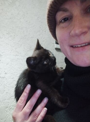 сколько стоит кастрация кота в бишкеке: Кошка даром: Беспородная, 3 месяца, Мальчик, Приучена к лотку — 3