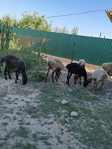 корм для собак купить: Продаю | Овца (самка), Ягненок | Эдильбаевская, Полукровка | На забой, Для разведения | Матка, Ярка, Ягнившаяся — 2