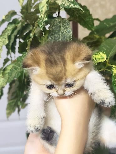 Британская короткошёрстная, 1 месяц, Мальчик, Приучена к лотку