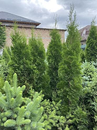 козу сатылат бишкек: Продаются туи От 1 до 2 метров Выращиваем сами, с 2013 года,со всей — 3