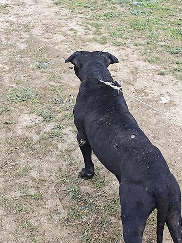 ит керек: Питбуль, 4 жаш, Эркек, Эмделген — 3