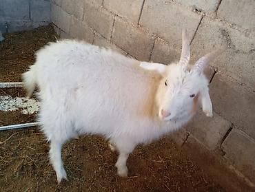 Продам с/х животных: Продаю | Коза (самка), Козёл (самец) — 3