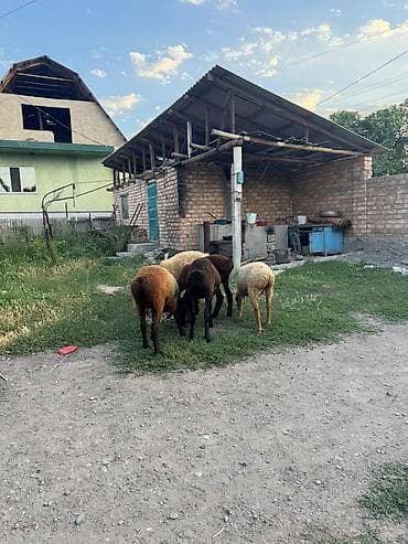 маленькая кошка: Продаю | Баран (самец) | Для разведения — 4