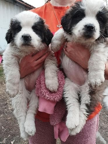 6 месяцев: Сенбернар, 1 месяц, Самка — 1