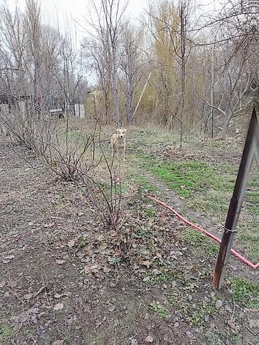 одам даром: Андам два больших щеночка упитанных в добрые руки ещё есть собачка — 3