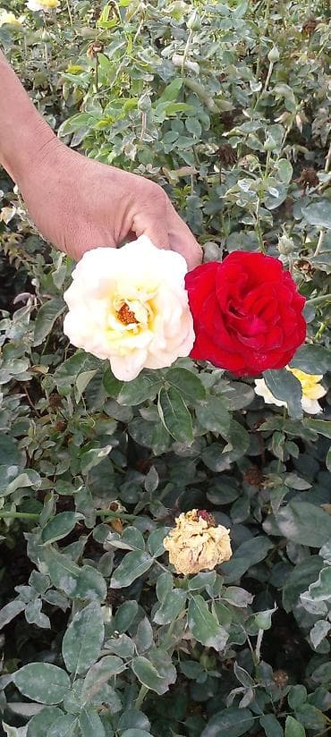 Саженцы роз оптом