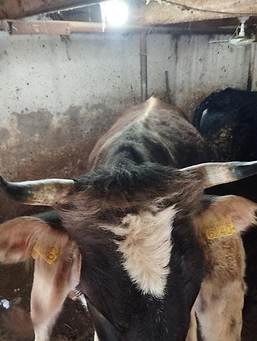 цыплята простые: Продаю | Корова (самка) | Алатауская | Для молока | После отела — 4