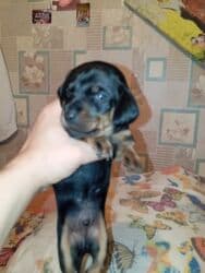 продажа щенков немецкой овчарки в бишкеке с документами: Готовятся к бронированию щенки таксы . Родились 22 октября. им уже25 — 14