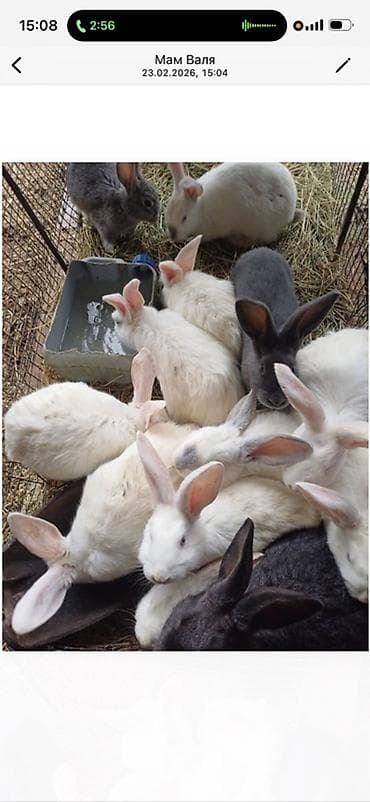 чөп сатылат: Сатам | Коендун бөжөктөрү | Көбөйтүү үчүн — 4