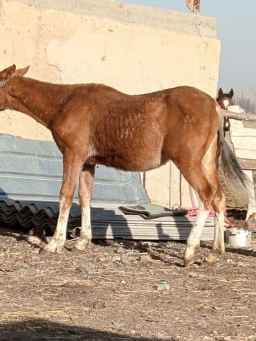 возьму собаку в добрые руки: Продаю | Жеребенок | Конный спорт — 2