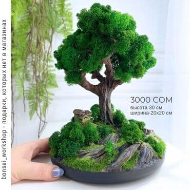 мицелий для грибов: Деревья-бонсай из натурального стабилизированного мха🌳 -это — 22