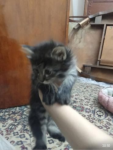 серые кошки: Отдам в хорошие добрые руки * Тип животного: Кошка * Возраст — 2