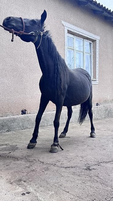 хаски стоимость: Продаю | Кобыла (самка) | Рабочий — 5