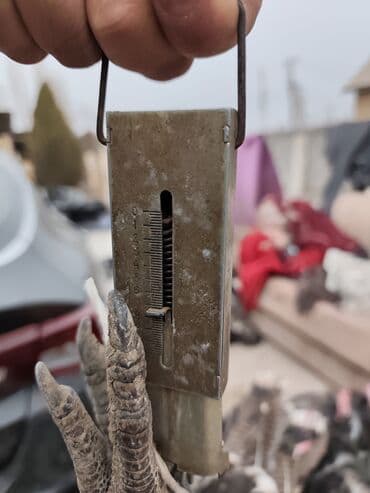 домик для кролика: Продаю | Индюк (самец) | Для разведения — 2