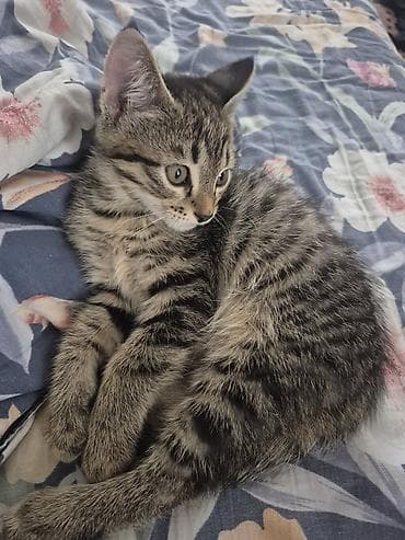 d cat: 😺 Котята тигрового окраса ищут любящую и заботливую семью! Возраст — 3