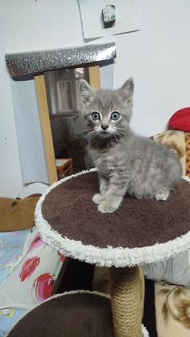 манчкин кот купить: Котёнок, короткошёрстный, окраса серый табби (серебристые полоски) — 4