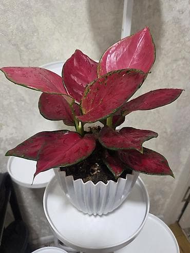 перец полугоркий: Каллигенусный кактус (Chamaecereus silvestrii, «арахисовый кактус» — 8