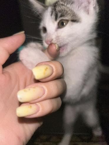 котята фото: Кошка даром: Беспородная, 1 месяц, Мальчик, Приучена к лотку — 4