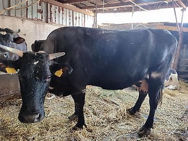 доплер кой: Продаю | Корова (самка) | Голштин, Швицкая | Для разведения | Привязанные — 5