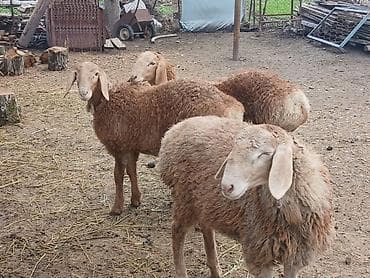 собаки сокулук: Сатам | Козу | Арашан | Көбөйтүү үчүн | Асыл тукумдуу — 10