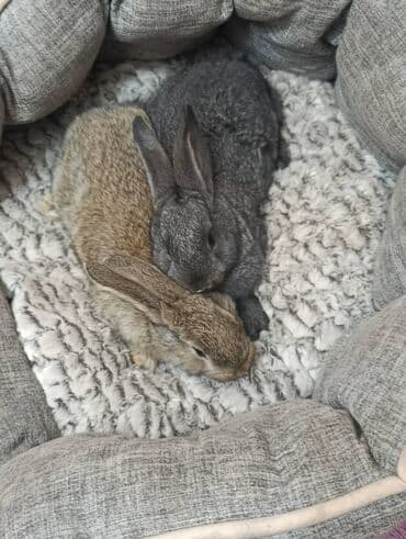 продажа щенков немецкой овчарки с документами в бишкеке: Сатам | Коендун бөжөктөрү | Көбөйтүү үчүн — 2