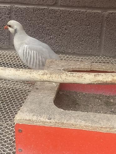 инкуб: Продаю кекликов пароды Силвер Серебристые акры (chukar, Alectoris — 3