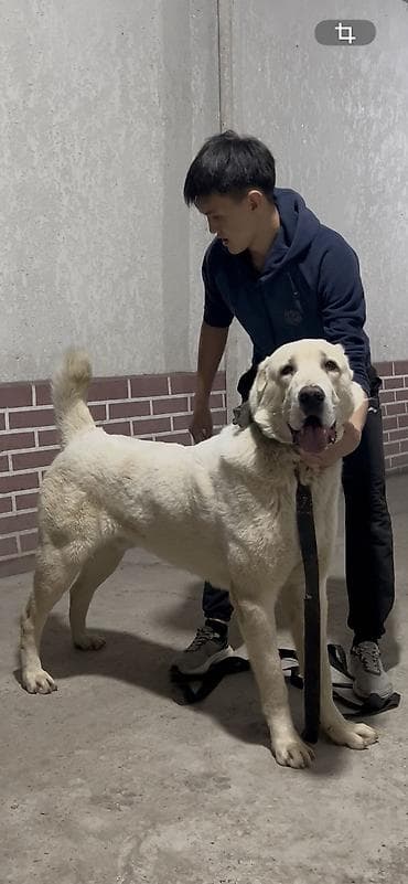 бычок бычки: Вязка: Алабай, Самец, 2 года, С прививкой, С родословной — 2