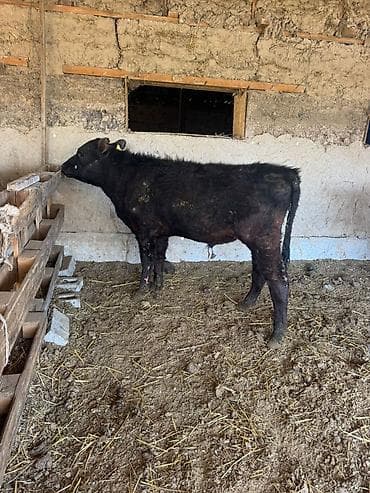 ит ош итер: Продаю | Бык (самец) | На откорм — 4