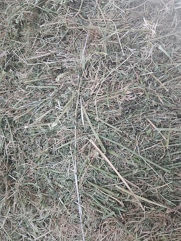 А/ч жаныбарлары үчүн тоюттар: Сено/кормовая смесь из злаковых и бобовых трав. - Мелко- и — 1