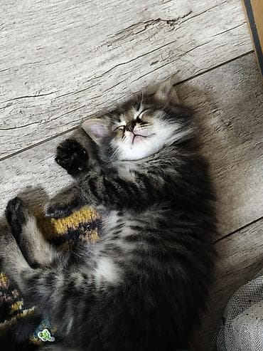 Мышыктар: Отдаю котят в добрые руки Котята домашние, от одной кошки-первокотки — 9
