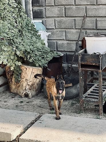 Продажа собак: Бельгийская овчарка, 3 месяца, Самец, С прививкой — 2