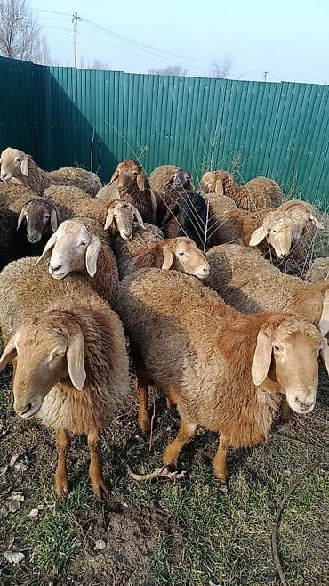Продаю | Овца (самка) | Для разведения | Матка