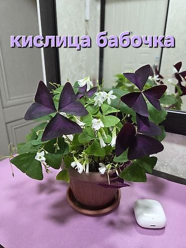 оффис: Комнатные растения в горшках. - Суккуленты, сансевиерия, алоэ — 6