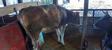 жеребёнок тай: Продаю | Тёлка | На откорм | Привязанные — 2