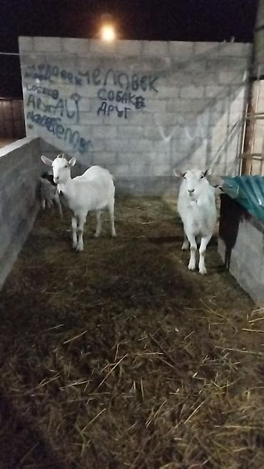 Продаю | Коза (самка) | Для разведения at lalafo.kg Продаю | Коза (самка) | Для разведения